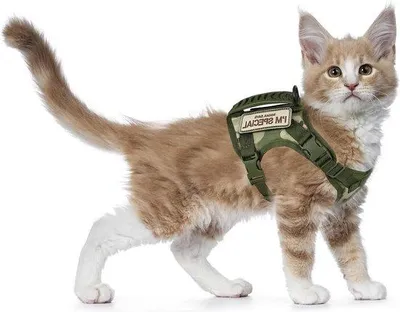 Produktbild von Famanu Haustiergeschirr aus weichem Netzstoff für große Katzen und kleine Hunde - Größe L - grün