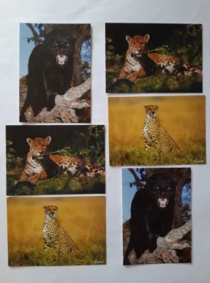 Produktbild von Ansichtskarten Raubkatzen 6er, Postkarten Tier Tiere Leopard Panther Gepard Grußkarte