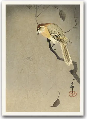 Produktbild von Poster - Canvas - Leinwand - 59,4 cm x 84,1 cm - Fotoposter - Leinwandkunst - Vogel auf einem Ast und Spinne