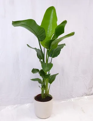 Produktbild von [Palmenlager] XL Strelitzia nicolai - Paradiesvogelblume - 160 cm / 3er Tuff/  Baumstrelitzia / Zimmerpflanze mit großen Blättern