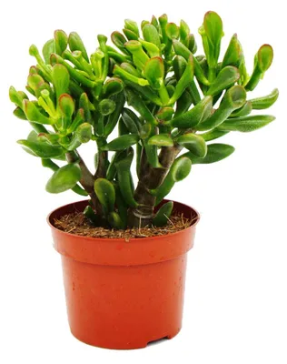 Obrázek produktu pro Lžicník - Crassula "Hobbit" - Sukulentní pokojová rostlina - 12cm kvetinác
