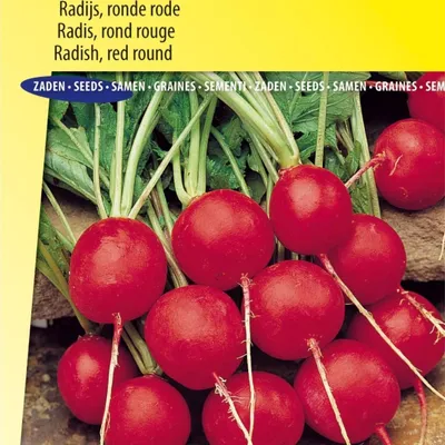 Produktbild von Saxa 2 Rettichsamen, – Züchten Sie runde rote Radieschen – Hohe Qualität für den Gemüsegarten – Vielseitig einsetzbar – Reich an Nährstoffen