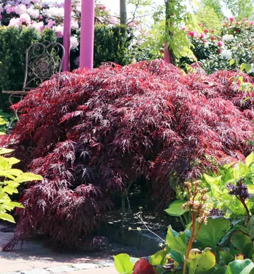 Produktbild von Fächerahorn ´GARNET´ 60-70 cm, Cont. 3 l