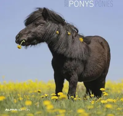 Produktbild von Ponys 2022 - Broschürenkalender 30x30 cm