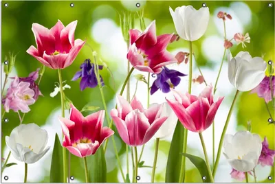 Produktbild von Wallario Outdoor-Poster für Garten oder Balkon, Motiv Blühende Blumen im Frühling in pink und weiß, in ca. 120 x 180 cm