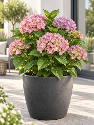 Productafbeelding van Hortensia 'Ayesha', 20–30 cm, roze – Hydrangea macrophylla, een tuinhortensia geschikt voor potten, terras en tuin, AI-gegenereerde afbeelding