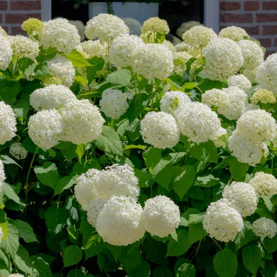 Obrázek produktu pro Hortenzie Snowball 2L