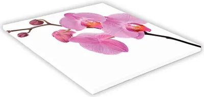 Zdjęcie produktu dla SZKLANA DESKA KUCHENNA 25x25 434e Różowa orchidea