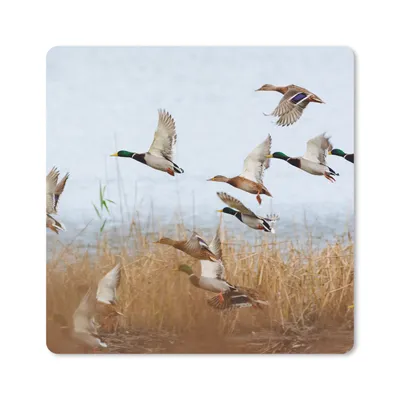Produktbild von MuchoWow® Mauspad Mousepad Ente - Vogel - Schilf - Wasser - Enten 20x20 cm - Mousepads - Maus Mat - Pad - Mausunterlage - Desk Mat - Bureauartikeln