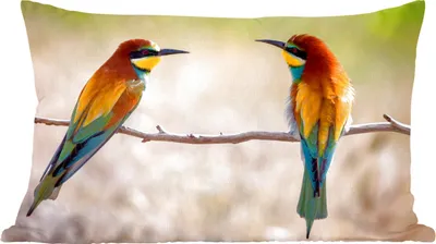 Produktbild von MuchoWow® Zierkissen Sofakissen Wohnzimmer Dekokissen 60x40 cm Vögel - Bienenfresser - Tiere - Kopfkissen - Polster mit Foto