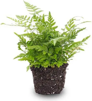 Zdjęcie produktu dla Paproc Athyrium spicatum - roslina do terrariów; zwarta roslina doniczkowa o