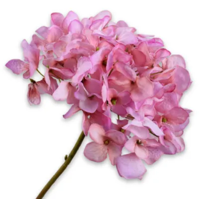 Produktbild von Silk-ka Seidenblume Hortensie Hydrangea Rosa (63cm)