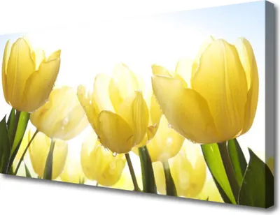 Produktbild von Tulup Leinwand-Bilder 100x50 Wandbild Canvas Kunstdruck Tulpen Pflanzen