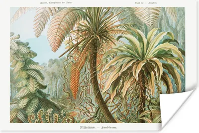 Produktbild von MuchoWow® Poster Vintage - Alte Meister - Farne - Pflanzen - Natur 120x80 cm - Bilder