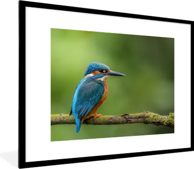 Produktbild von MuchoWow® Gerahmtes Poster Eisvogel - Zweig - Moos - Vogel - Grün 80x60 cm - Poster mit Schwarzem Bilderrahmen Wandposter Rahmen Foto Bilder - Schlafzimmer-Dekorationen - Fotoposter