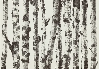 Zdjęcie produktu dla Tapeta flizelinowa natura 450x315 cm fototapeta XXL drzewa las brzozowy abstrakcyjny las brzozowy b-A-0701-a-b