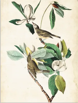 Produktbild von ARTland Wandbild Alu für Innen & Outdoor Sängervireo Größe: 90x120 cm