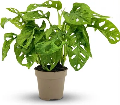 Zdjęcie produktu dla Monstera Adansonii Monkey Mask Ø12cm Wysokość25-35cm - Tropikalna roślina doniczkowa z perforowanymi liśćmi - Łatwa w pielęgnacji roślina pnąca i wisząca do salonu i biura
