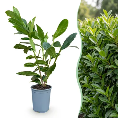 Image de Green boutiQ - Plantes de haie - Prunus laurocerasus Caucasica - feuillage vert - 8 plants - 1 mètre linéaire - à feuillage persistant - pot de 9 cm, hauteur 30-35 cm