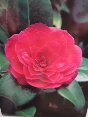 Produktbild von Camellia japonica Principessa Baciocchi - Japanische Hochstamm-Kamelie 80