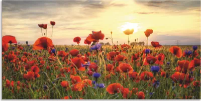 Produktbild von ARTland Wandbild Alu für Innen & Outdoor Mohnblumen Größe: 100x50 cm