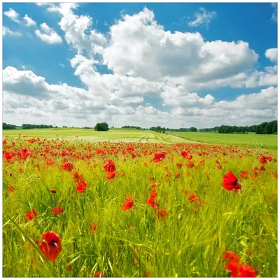 Produktbild von Wallario Premium Glasbild, freischwebende Optik, kräftige Farben, Größe 50 x 50 cm Motiv Grüne Wiese mit Mohnblumen