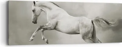 Produktbild von Bild auf Leinwand - Leinwandbild - Pferd Tier - 90x30cm - Wand Bild - Wanddeko - Wandbilder - Leinwanddruck - Bilder - Kunstdruck - Wanddekoration - Leinwand bilder - Wandkunst - AB90x30-3542