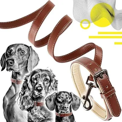 Image de Ensemble élégant de laisses pour chien -  Bicolore