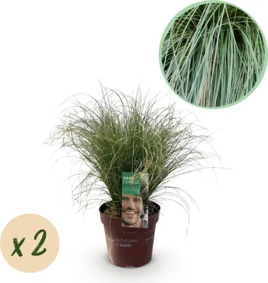 Produktbild von GreenboutiQ - Ziergräser - Carex comans Frosted Curls - Grün - 2 Pflanzen - Immergrün - Wenig Pflege - Topf 17cm Höhe 50cm