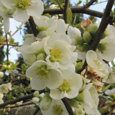 Immagine prodotto di 2 x  Zierquitte  - Chaenomeles speciosa 'Nivalis'  | 30-40 cm in vaso