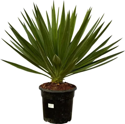 Immagine prodotto di Trendyplants - Yucca Gloriosa - Pianta da giardino - Altezza 70-90 cm - Dimensioni vaso Ø24cm