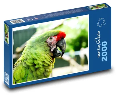 Produktbild von martinpuzzle - Puzzle 2000 Teile - Papagei