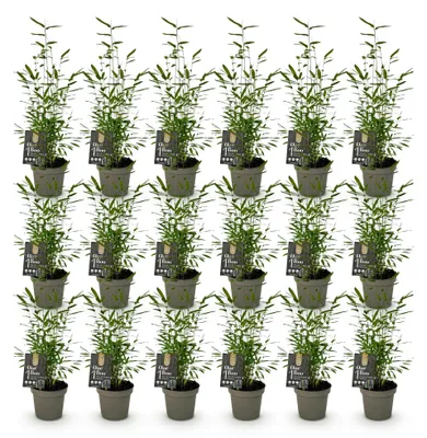 Image de Green boutiQ - Bamboe - Fargesia Black Dragon - Bladhoudend - Niet Woekerend - Groen - 18 Planten - Pot 14cm - Hoogte 35cm