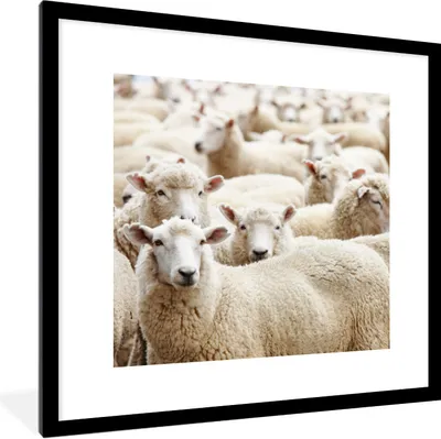 Produktbild von MuchoWow® Gerahmtes Poster Schafe - Wolle - Weiß 40x40 cm - Poster mit Schwarzem Bilderrahmen Wandposter Rahmen Foto Bilder - Poster - Plakat im Rahmen