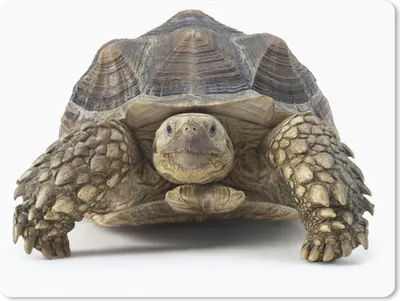 Produktbild von MuchoWow® Mauspad Mousepad Schildkröte - Tiere - Weiß 23x19 cm - Mousepads - Maus Mat - Pad - Mausunterlage - Schreibtischunterlage - Mauspad