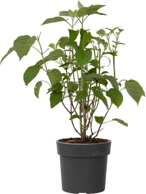 Produktbild von Hortensie - Hydrangea 'Strong Annabelle' - Höhe 30-40cm - ⌀19cm