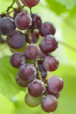 Produktbild von Vitis vinifera 'Suffolk Red', Weinrebe, rot, 80–100 cm