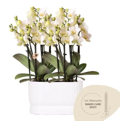 Produktbild von Kolibri Orchids | Weißes Orchideen‑Set Diabolo Twin White | 2× Lausanne Ø9cm – inkl. Wasserreservoir