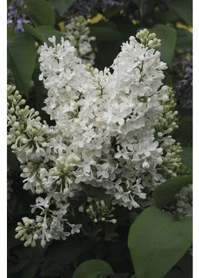 Produktbild von Edelflieder FloraSelf Syringa vulgaris 'Mme Florent Stepman' H 60-80 cm Co 10 L