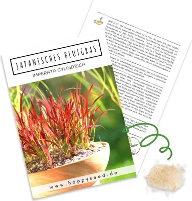 Produktbild von Japanisches Blutgras (Imperata cylindrica) - Winterhartes Ziergras mit feuerroten Blättern ideal für Garten, Balkon oder Terrasse