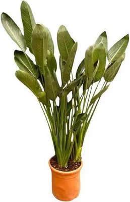 Echte Aloe - pflegeleichte Zimmerpflanze, Aloe vera - Hhe