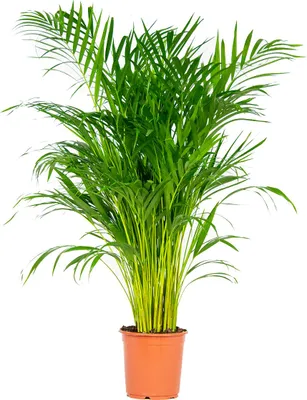 Zdjęcie produktu dla Bloomique - Dypsis Lutescens - Złota palma - Areca - Palma - Rośliny doniczkowe - Oczyszczające powietrze - Przyjazne dla zwierząt - Wysokość 100-110 cm - Doniczka 21 cm