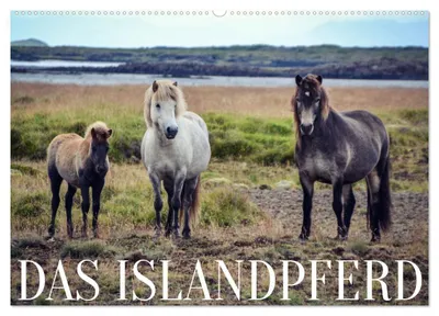 Produktbild von Das Islandpferd (Wandkalender 2027 DIN A2 quer), CALVENDO Monatskalender