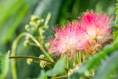 Produktbild von Albizia julibrissin 'Tropical Dream', Seidenbaum, 60–80 cm