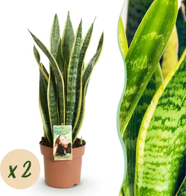 Produktbild von Green boutiQ - Zimmerpflanzen - Sansevieria Laurentii - Schwiegermutterzunge - Wenig Pflege - Grün - Gelb - 2 Pflanzen - Topf 17cm - Höhe 60-70cm