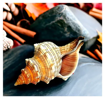 Produktbild von Geschenkidee - Muschel Fasciolaria Trapezium (Trapez Bandschnecke) 13-14 cm