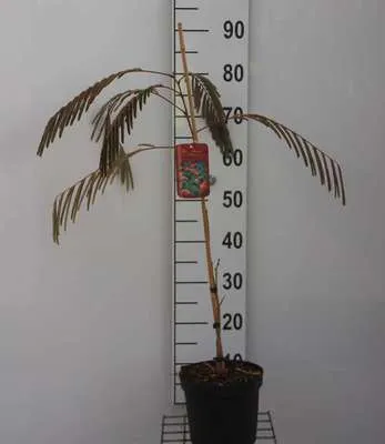 Produktbild von Albizia jul. 'Ombrella' ('bourbi'®) - Seidenakazie Ombrella 40- 50 cm Container