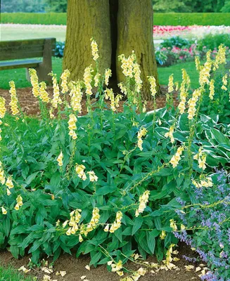 Zdjęcie produktu dla Digitalis grandiflora, naparstnica żółta, doniczka ok. 9x9 cm