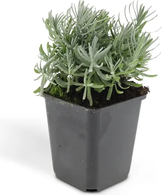 Image de Plante de lavande - Lavandula angustifolia 'Hidcote' - Lavande vraie - Pot 9cm - Set de 6 plantes