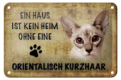 Produktbild von Blechschild Spruch 18x12cm orientalisch Kurzhaar ohne kein Heim